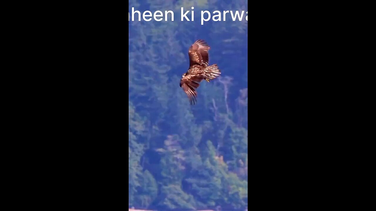 Shaheen ki parwaz