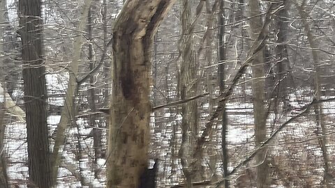 Prospecting Michigan creeks