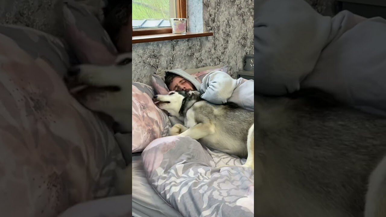 NEVER Get Woke Up By A Husky Puppy!!