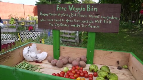 Community garden free bins help fill in the food gap for Lansing families