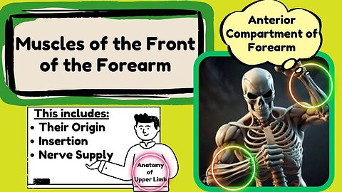 Muscles of Forearm - Anterior Compartment of Forearm