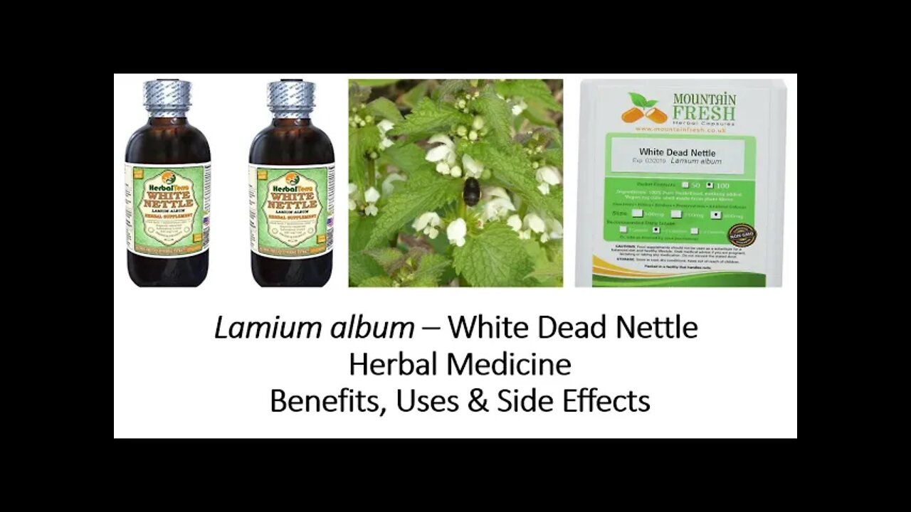 Lamium album - White dead nettle - Herbal Medicine - Benefits, Uses & Side Effects