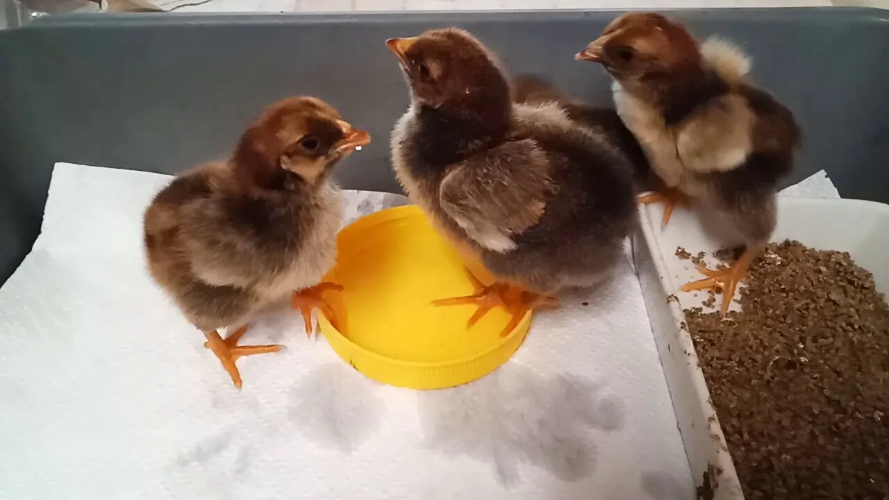 Chicks, Gold Laced Wyandotte crosses. All Eating and Drinking now 29/05/2020 ( Video 3 )