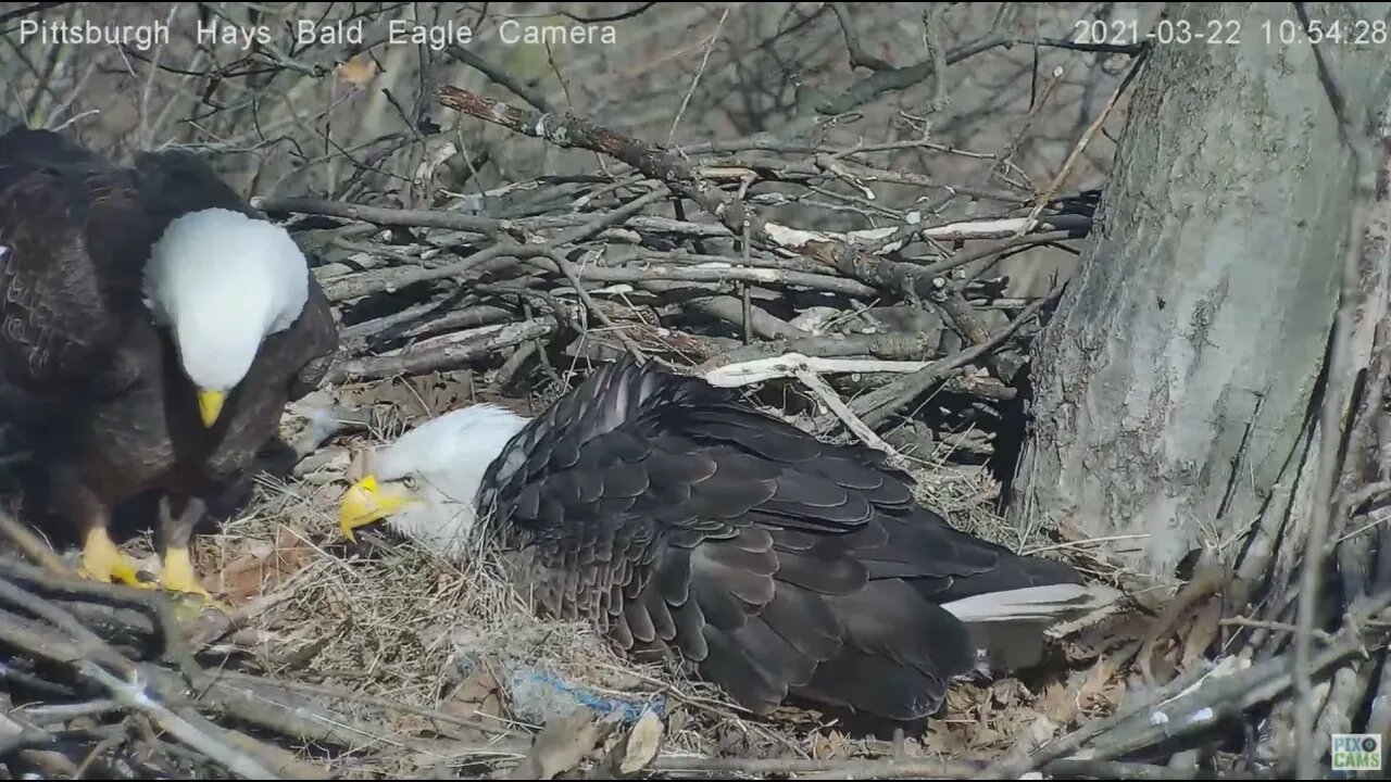 Hays Eagles Dad brings a small fish to the nest 2021 03 22 10:54AM
