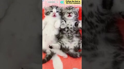 cute cat videos 😹 funny videos 😂 769 😻 #shorts #shortsfunny #cutecat #catvideos #catsfood #catscare