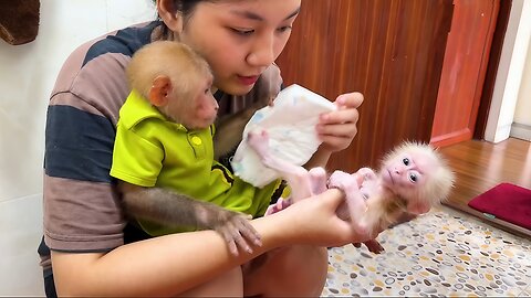 So sweet! When Bibi saw that the baby monkey had feces, he begged Mom to give him a bath!