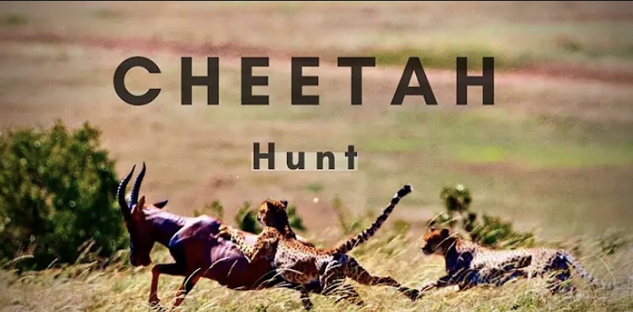 A Cheetah Hunting | Animals | The Animal Farm