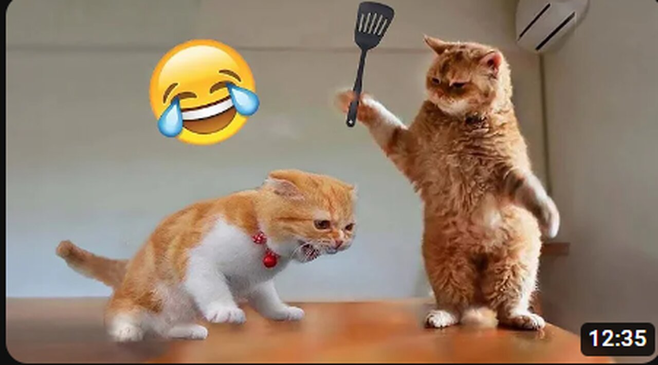 Funny Cat videos