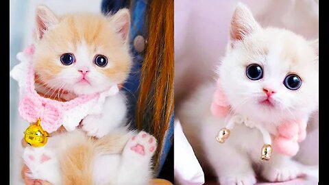 Baby Cats - Cute and Funny Cat Videos