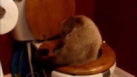Cat Toilet Training - Day 3 Toilet Under Investigation