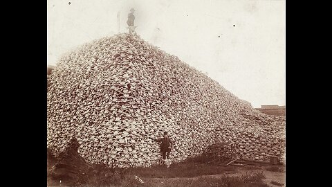 ~Killing The Buffalo To Save You From Food~