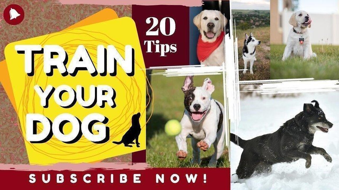 How to train your dog (dog training/ teaching video)