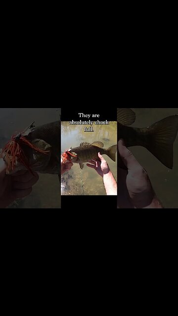 How to catch smallmouth bass in the spring!