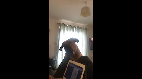 Can you guess his favourite word??? 🤣
