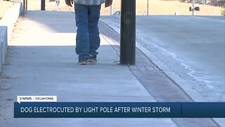 Dog electrocuted by light pole after winter storm