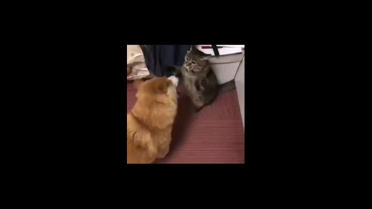 funny animals videos episode 4