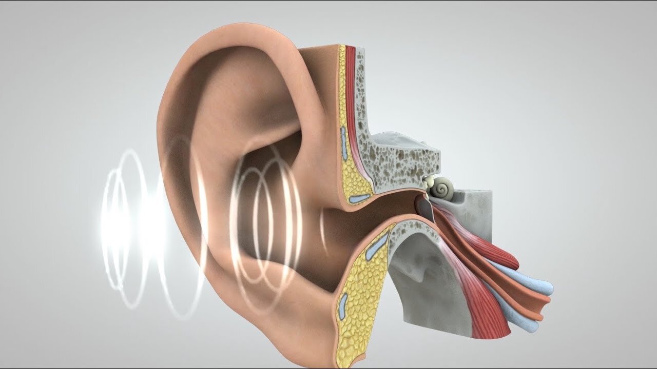 Journey of Sound to the Brain