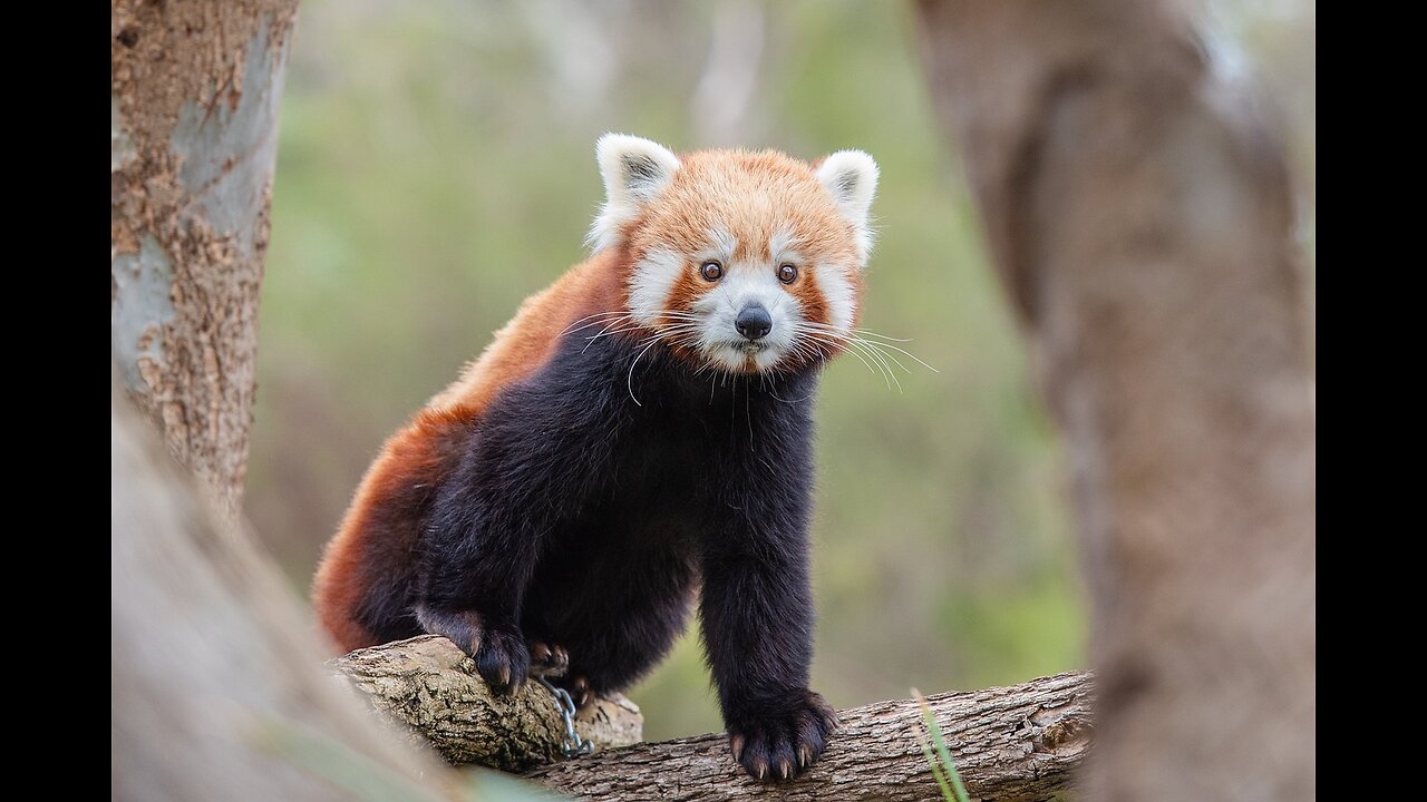 Most Adorable Red Panda - CUTEST Compilation