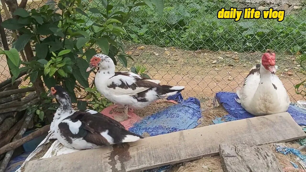 duck couple cuddling each other | daily life vlog