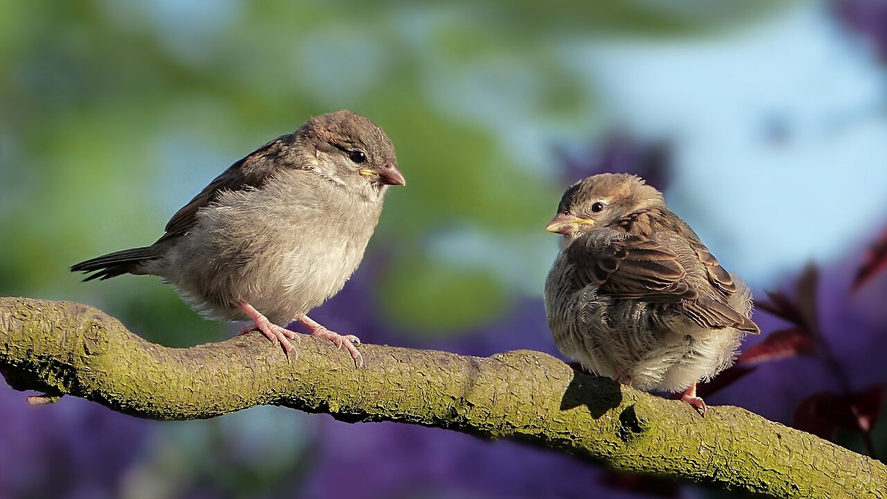 Amazing birds[ Relaxation videos ]