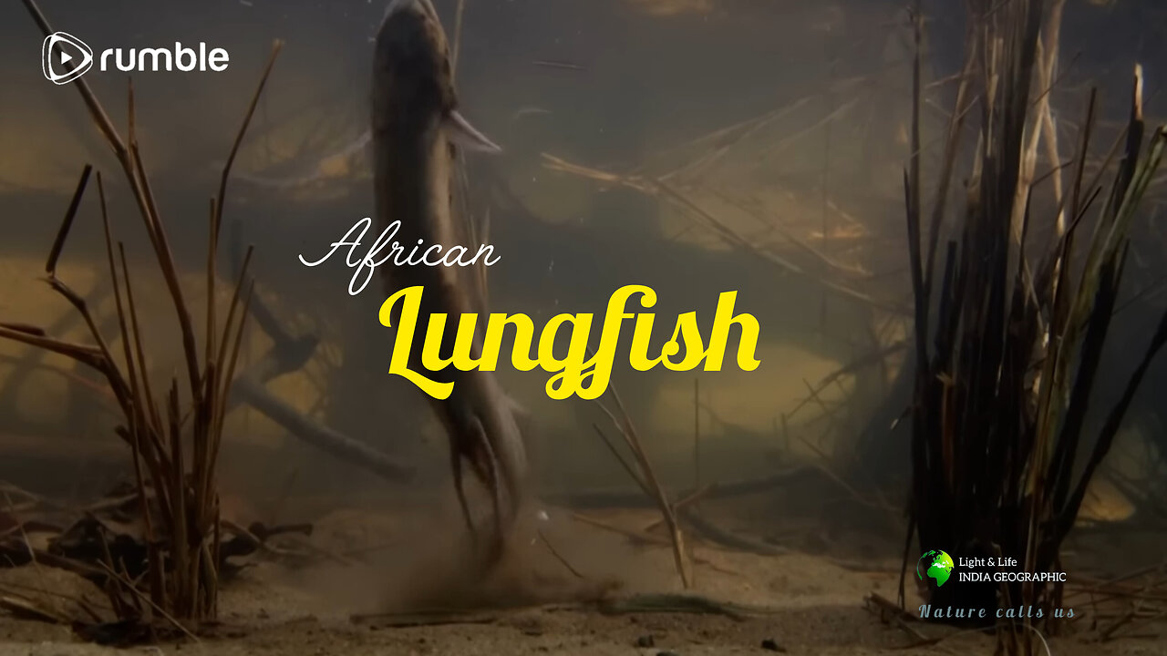 African Lungfish