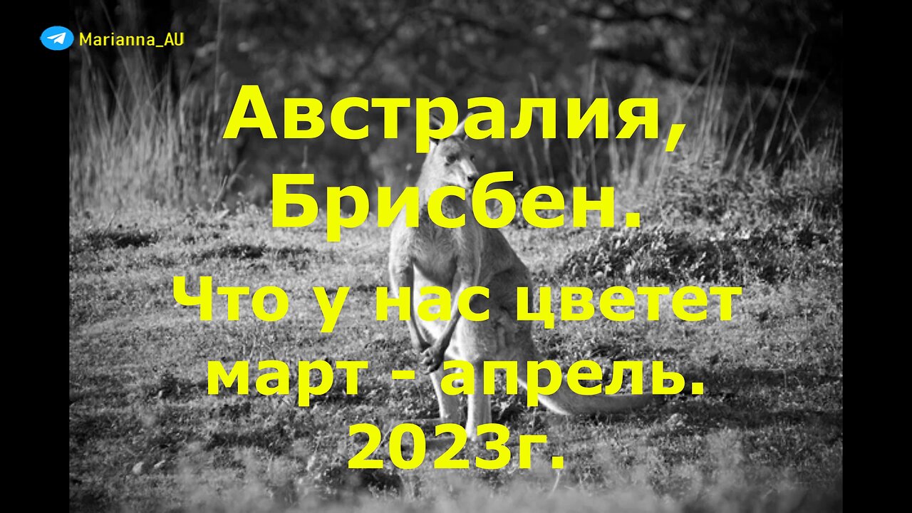 Что у нас цветет в саду. Март - апрель 2023г.