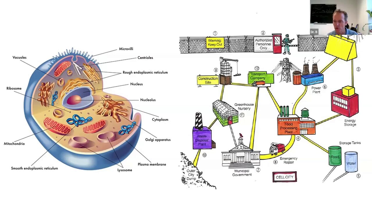 Activation: The Cell as a City