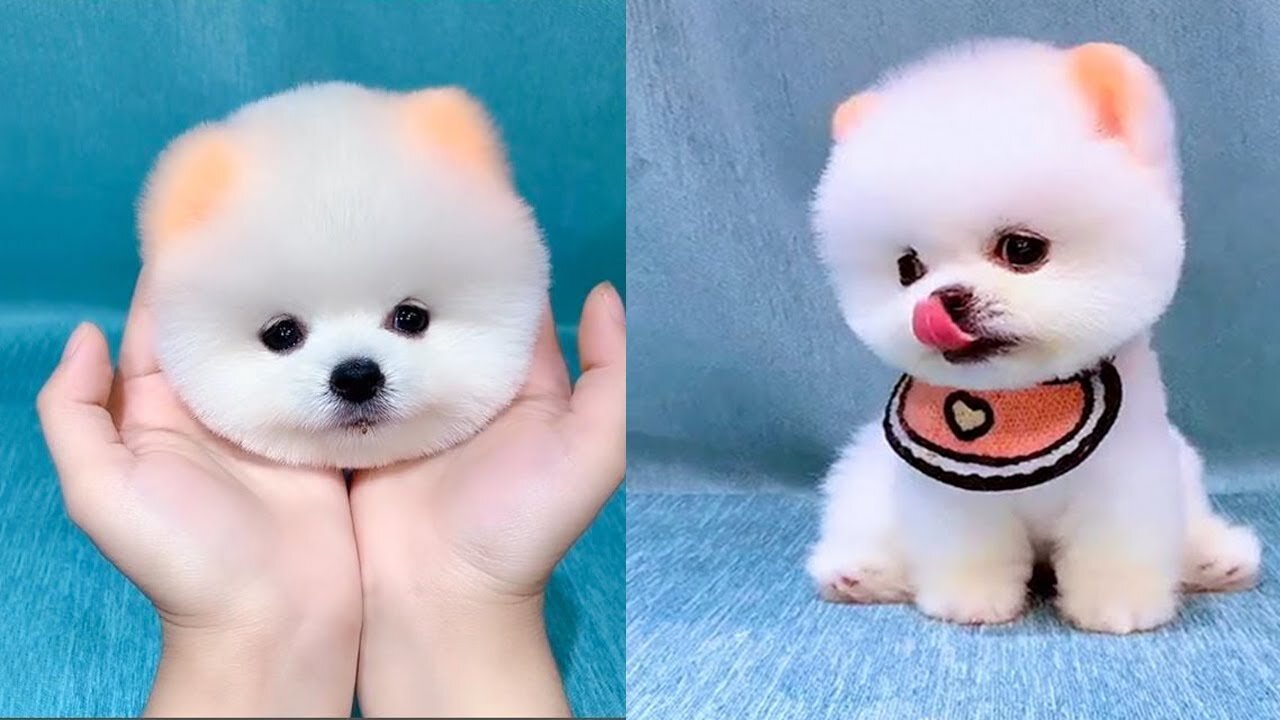 Baby Dogs - Cute and Funny Dog Videos Compilation #34 | Aww Animals