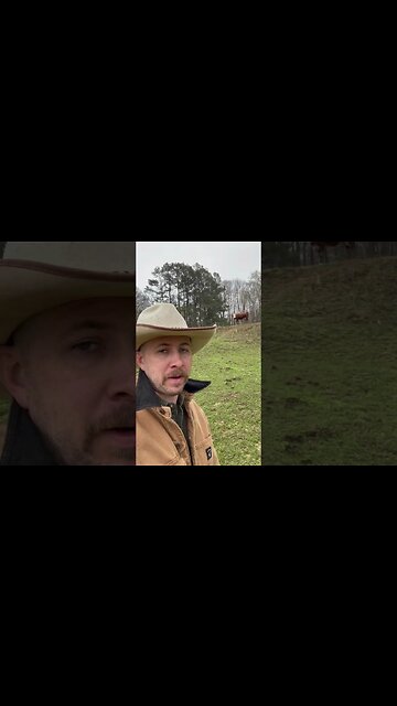 Day 28 of 30 days of #calving . #farm #farmlife #ranch #ranchlife #cow #cattle #calf #feedingcattle