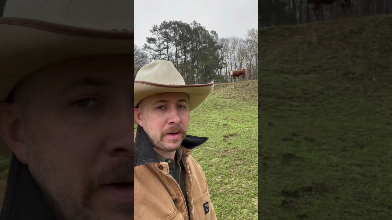 Day 28 of 30 days of #calving . #farm #farmlife #ranch #ranchlife #cow #cattle #calf #feedingcattle