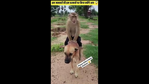 Dog funny video #dog #funnyvideo