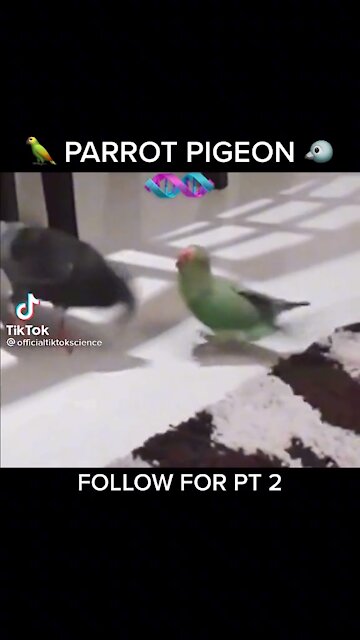 Parrot pigeon