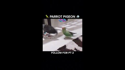 Parrot pigeon