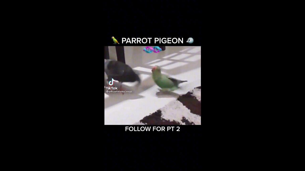 Parrot pigeon