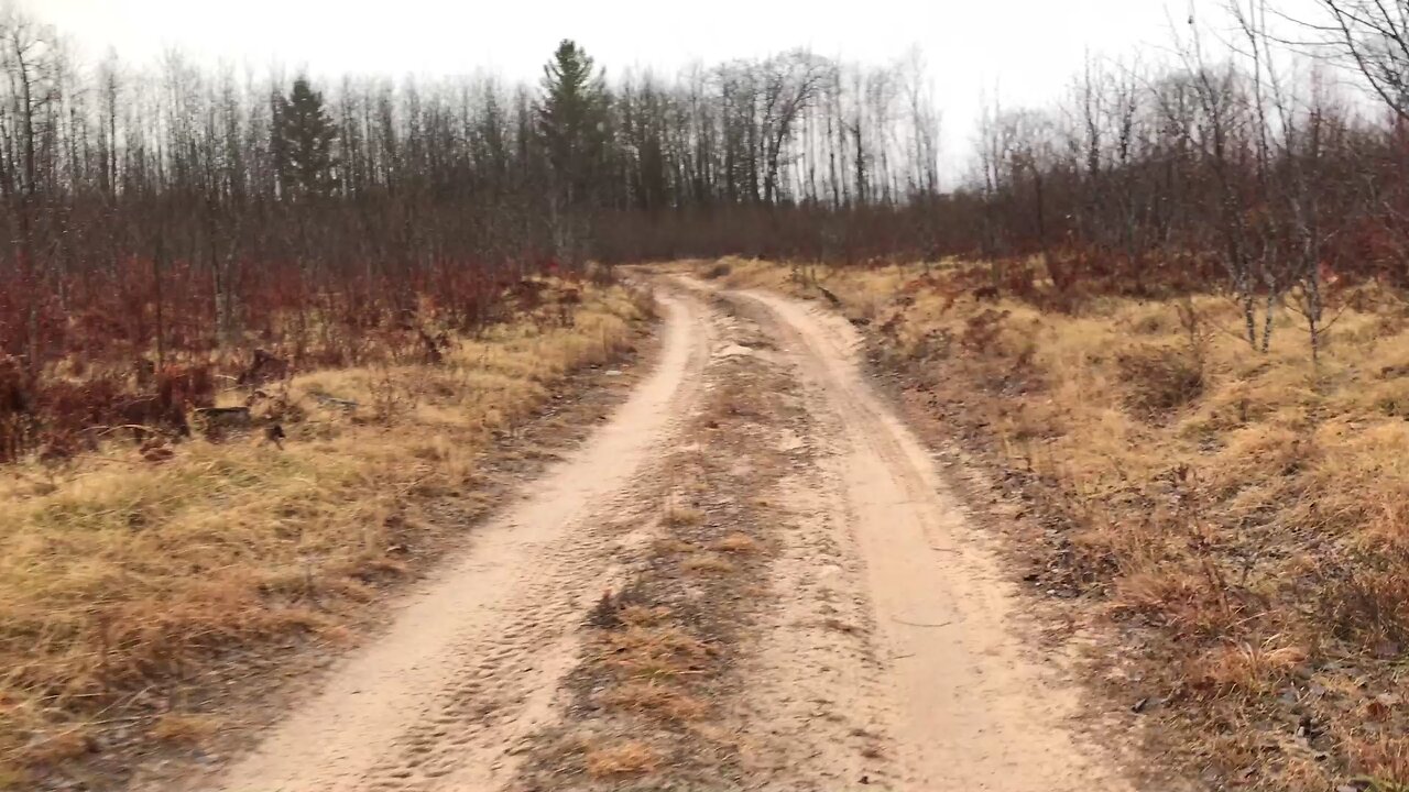 Rabbit Hunting | In the Field