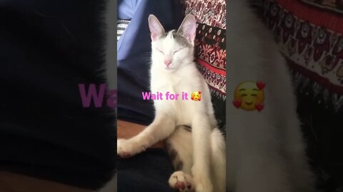 The way she breathes when her eyes closes🥰😊#shorts #viral #animallover #cutecat subscribe for more