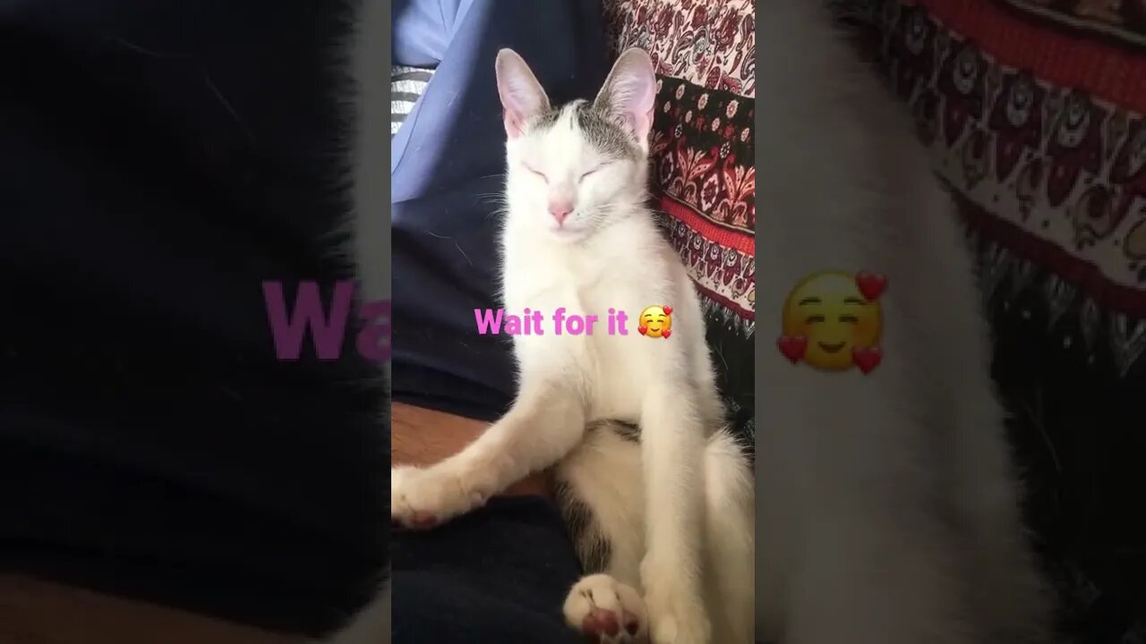 The way she breathes when her eyes closes🥰😊#shorts #viral #animallover #cutecat subscribe for more