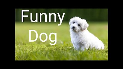 *Funny Puppy*