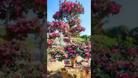 INCREVA POR FAVOR - ENTRETENIMENTO - SUBSCRIBE PLEASE - ENTERTAINMENT