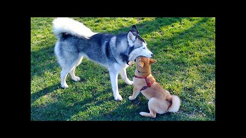 Huskies are the Ultimate Drama Queens! 🤣 Funny Animals Videos