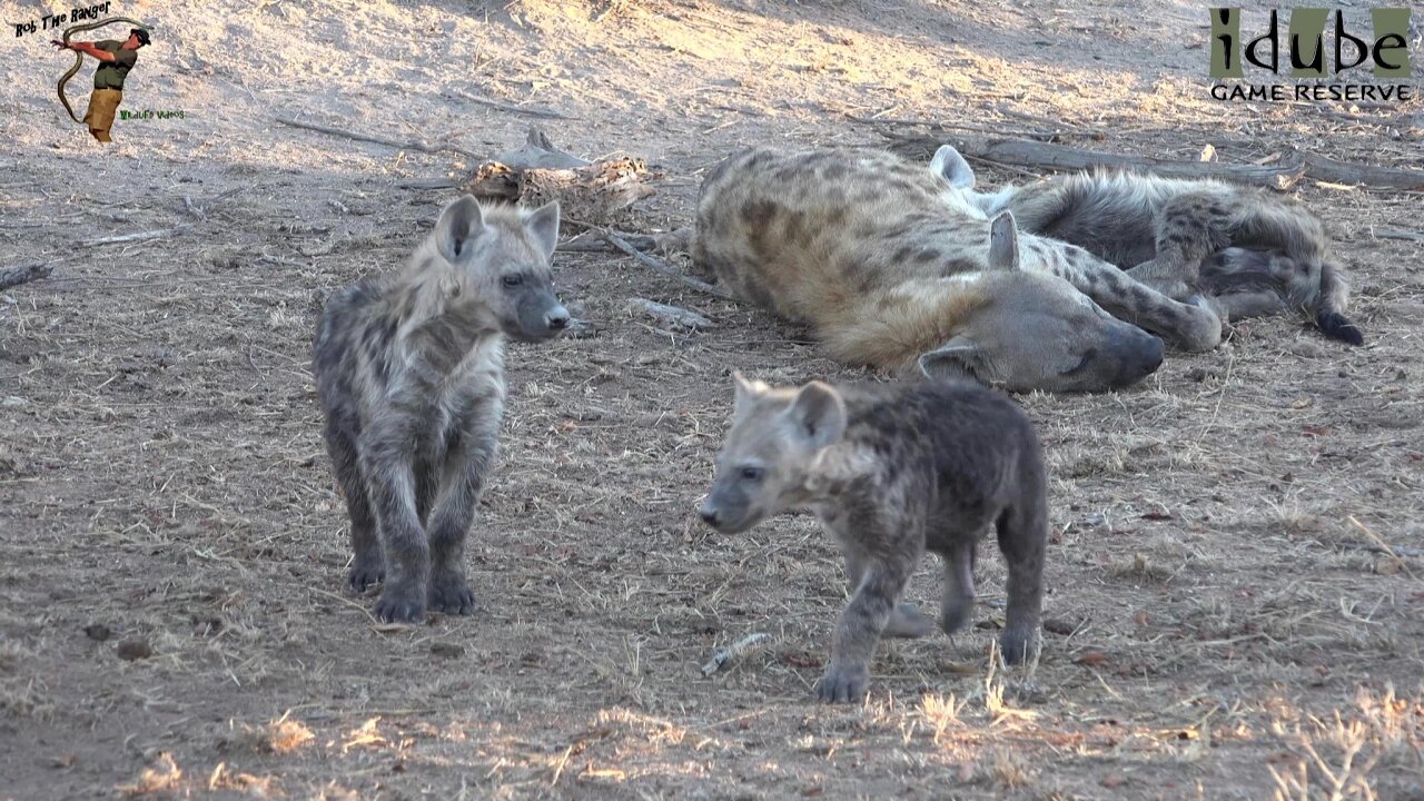 Watching Hyenas Again! Part 2