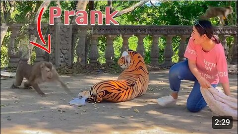 Fake Tiger Prank Monkey So Funny in 2020