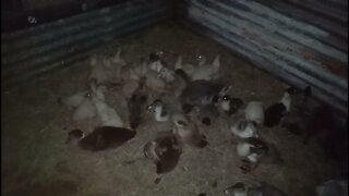 Ducks first night in their new pen 22nd December 2021