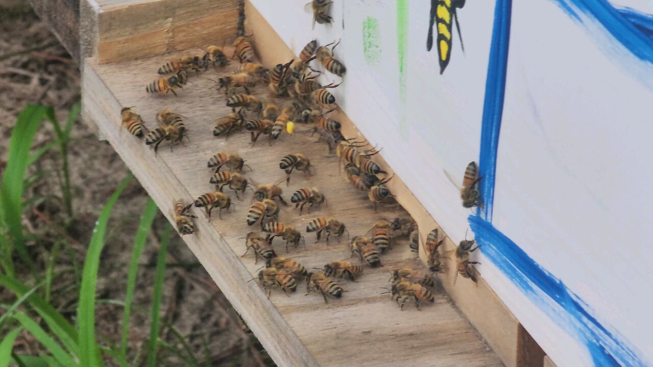 Daily minute of bees 6-7-24