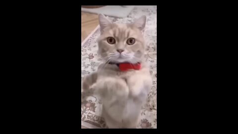 Cat funny video