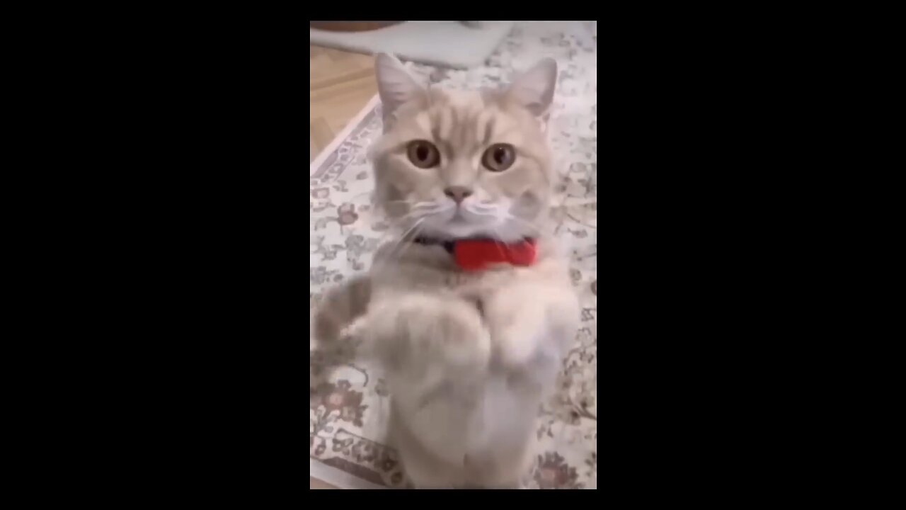 Cat funny video