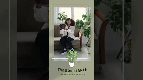Are you thinking about getting some plants? #plants #homedecor
