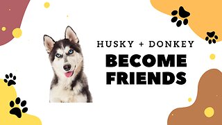 Husky Dog Loves Donkey!