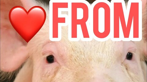 NEWS: MAN GETS HEART FROM PIG 🐷