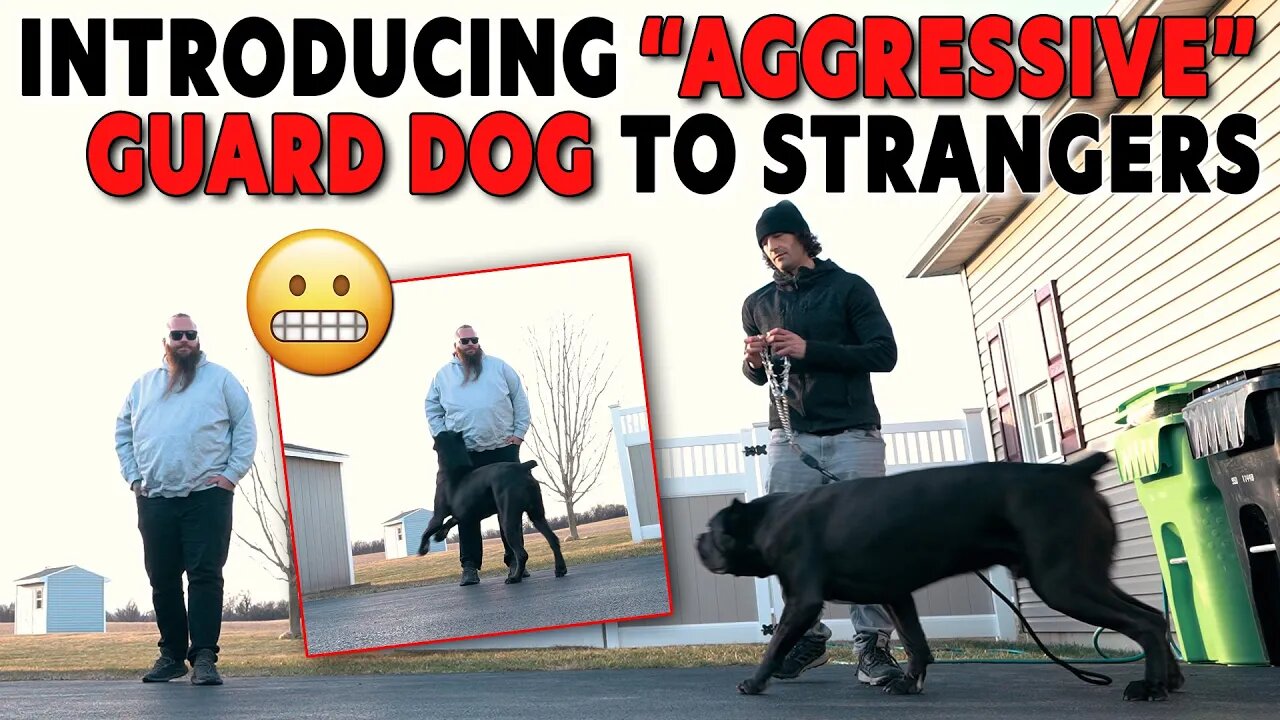 Bruce Wayne Meets Will Atherton INTRODUCING "Aggressive" Guard Dog